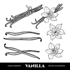 Vector vanilla  hand drawn sketch. Vintage style