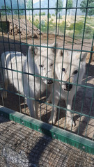 Wild polar wolves in a zoo