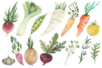 Photo sur Aluminium brossé Des légumes Collection de légumes peints à l& 39 aquarelle. Éléments de conception d& 39 aliments frais dessinés à la main isolés sur fond blanc.