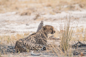 A mother cheetah is relaxing on the ground, Etosha national park, Namibia, Africa