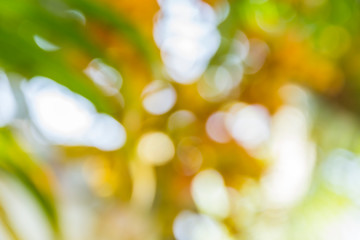 Fototapeta premium Natural green blurred background