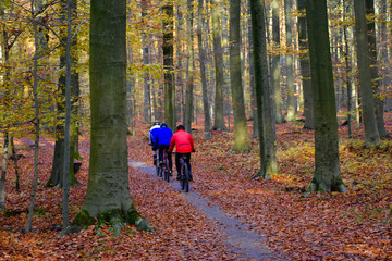  Three cycling men in the forest in het 'Zoniënwoud' in Belgium