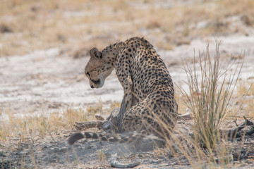 A mother cheetah is relaxing on the ground, Etosha national park, Namibia, Africa
