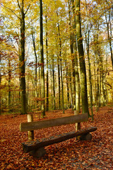 Bench in the forest in autumn in the Zoniënwoud in Belgium