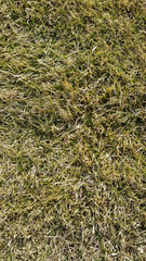 background texture of natural forest sphyagnum moss