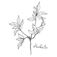 Vector Herbal floral foliage. Black and white engraved ink art. Isolated herbal illustration element