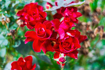 rose bush with red flowers and green foliage growing in a spring garden for background, backdrop
