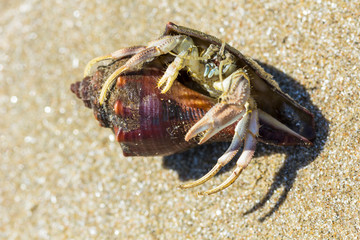 hermit crab on the beach in Hua Hin  Thailand.