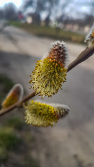 beautiful blooming spring flowers in the garden