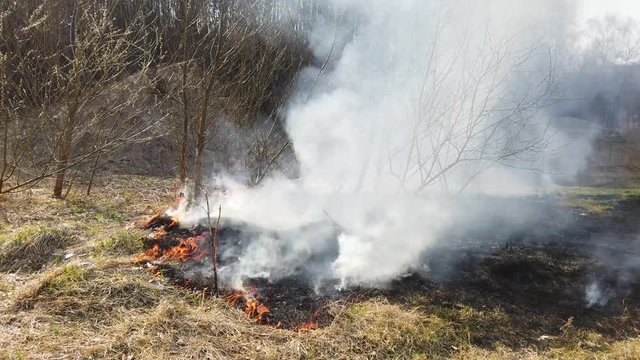 Fire in field. Burning dry grass after winter