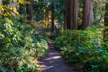 Obraz premium 箱根の杉並木