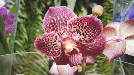 beautiful phalaenopsis orchids in the greenhouse