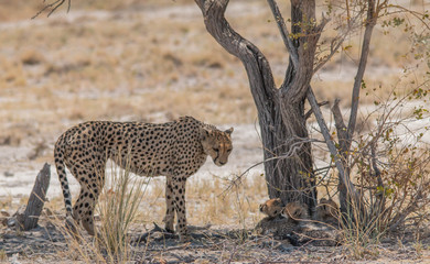 A mother cheetah with three cubs under a tree, Etosha national park, Namibia, Africa