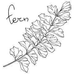 Vector Fern leaf. Leaf plant botanical foliage. Black and white engraved ink art. Isolated fern illustration element.