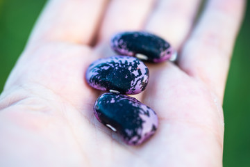 runner beans,  Phaseolus lying on the hand
