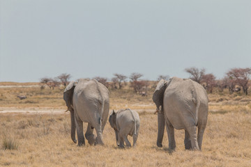 Fototapeta premium Elephants walking through the savanna, Etosha national park, Namibia, Africa