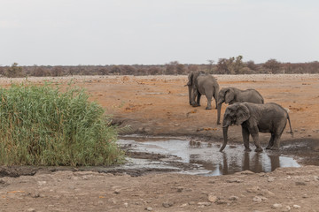 Elephants at the waterhole, Etosha national park, Namibia, Africa