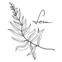 Vector Fern leaf. Leaf plant botanical foliage. Black and white engraved ink art. Isolated fern illustration element. © yanushkov