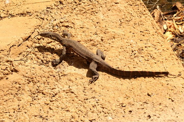 Water Monitor sunning itself on a causeway near a river.