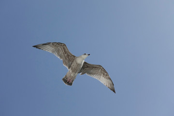 a brown seagull in flight for a meal
