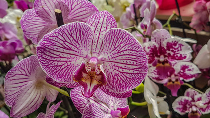 beautiful phalaenopsis orchids in the greenhouse