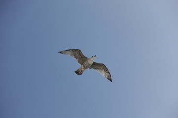 a brown seagull in flight for a meal