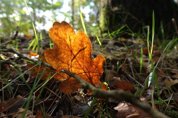 a clear-grained oak leaf illuminated from behind by the sun