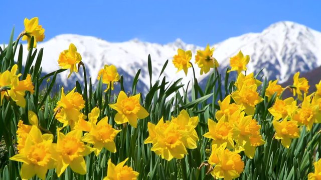 Closeup of narcissus flowers with mountains in background.