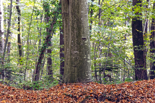 Fagus Orientalis - commonly known as Oriental Beech - trunk with autumn dry leaves on the ground. a Eurasian beech species which is common in Belgrad Forest of Turkey.