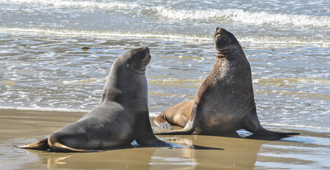 two seals on the beach