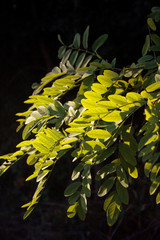 Fototapeta na wymiar Green leaves of black Locust or False Acacia tree against black background. Robinia pseudoacaca tree in sunlight 