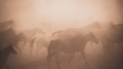 Fototapeta na wymiar Horses running and kicking up dust. Yilki horses in Kayseri Turkey are wild horses with no owners
