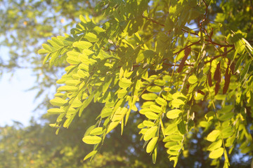 Green leaves of black Locust or False Acacia tree. Robinia pseudoacacia tree in sunlight 