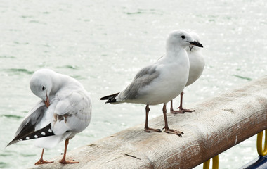 sea gulls on the coast