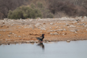 A bateleur walking on the ground, Etosha national park, Namibia, Africa	