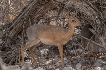 Damara dik dik in the bush, Etosha national park, Namibia, Africa