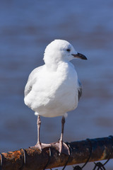 sea gulls on the coast