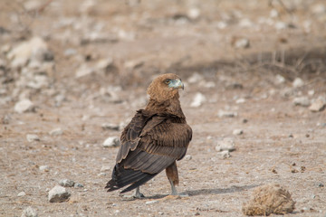 A bateleur juvenile walking on the ground, Etosha national park, Namibia, Africa