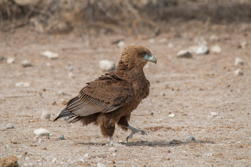 A bateleur juvenile walking on the ground, Etosha national park, Namibia, Africa