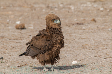 A bateleur juvenile walking on the ground, Etosha national park, Namibia, Africa
