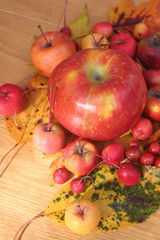 Autumn background on selective focus. Ornamental red and yellow apples with autumnal leaves. 