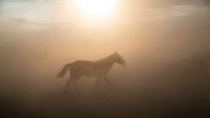 Single horse running and kicking up dust. Yilki horses in Kayseri Turkey are wild horses with no owners