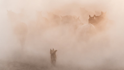Horses running and kicking up dust while a shepherd dog chases them. Yilki horses in Kayseri Turkey are wild horses
