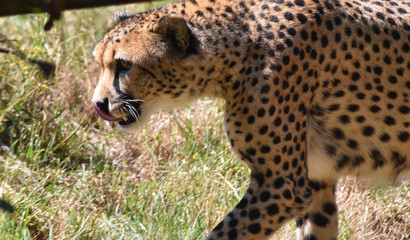 cheetah strolling in a zoo