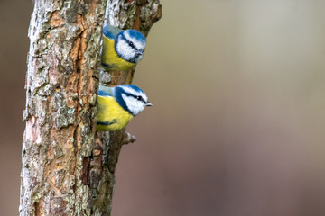 Pair of colorful Blue tit birds  perched in the trees looking out foraging for food in the mating...