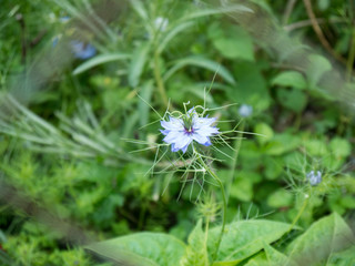 Blue Nigella sativa blossoming flower with green leaves close up top view