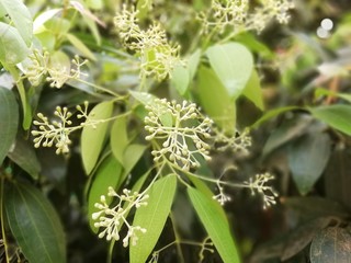 flower in garden
