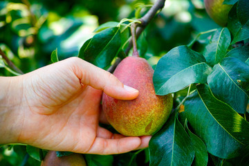 Woman hand taking crop of pear from fruit tree.