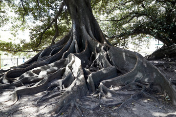 giant old roots big tree