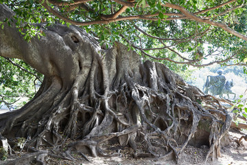 giant old roots big tree